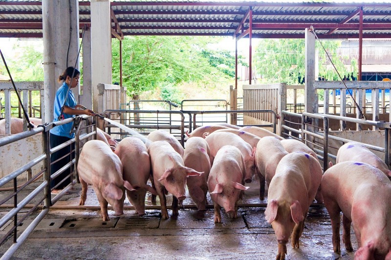 Giá heo hơi hôm nay 10/6: Điều chỉnh trái chiều 1.000 đồng/kg