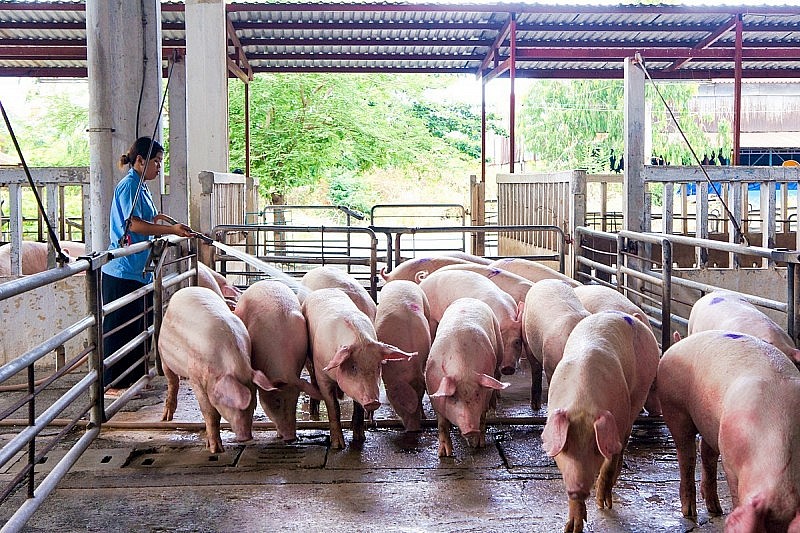 Giá bán heo thấp dưới giá thành, bệnh dịch tả heo châu Phi đã bào mòn sức sản xuất của người chăn nuôi