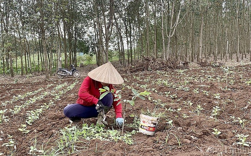 Phá bỏ hàng loạt vườn cao su ở huyện miền núi Nghệ An