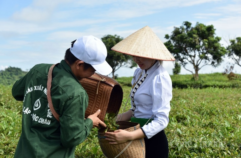 Xây dựng thương hiệu cho nông sản miền núi: Chú trọng đến câu chuyện phía sau