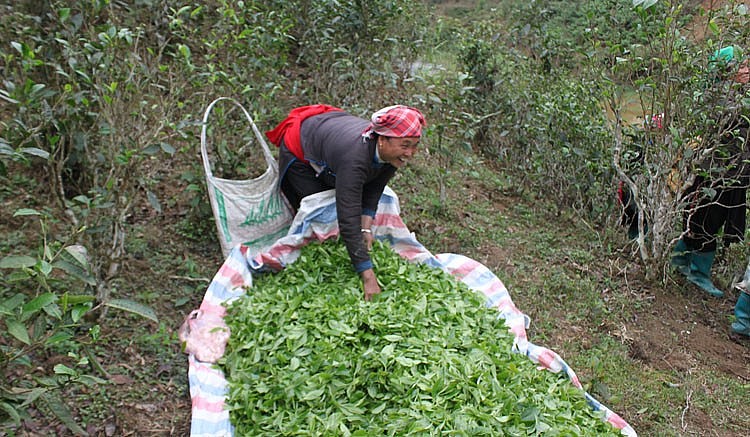 Hợp tác xã chè hữu cơ Bản Liền trực tiếp thu mua sản phẩm chè búp tươi tại xưởng vào cuối buổi chiều hàng ngày cho hội viên trồng chè