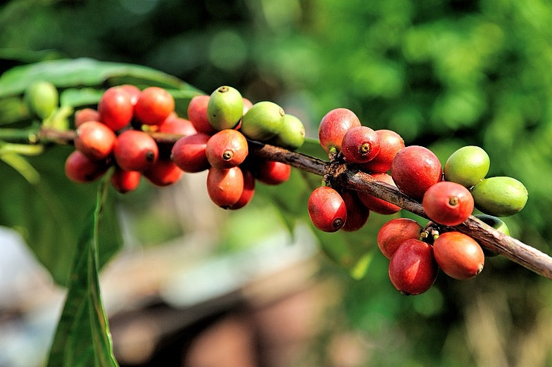 Giá cà phê hôm nay hiện dao động từ 48.200 – 48.600 đồng/kg.