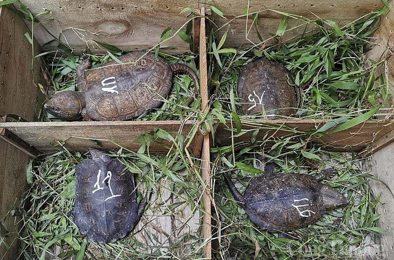Giải cứu 59 con rùa đầu to bị vận chuyển trái phép ở Nghệ An