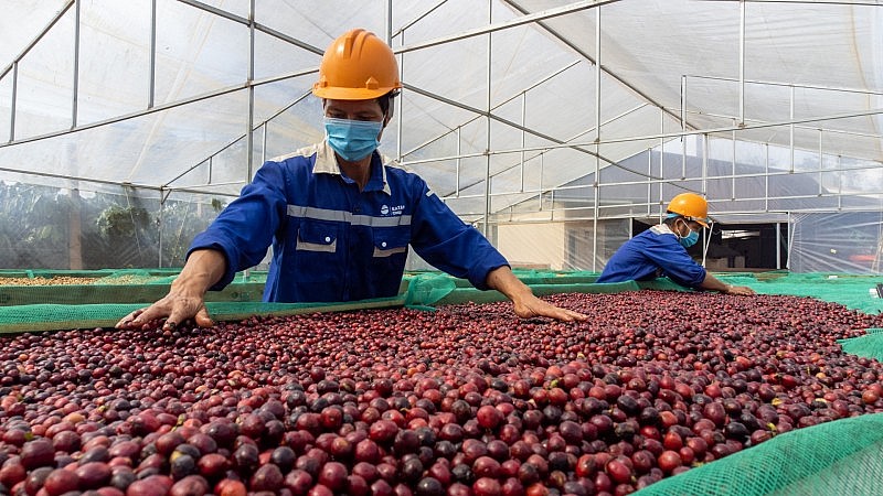 EU thay đổi quy định nhập khẩu, xuất khẩu cà phê Việt đối diện thách thức