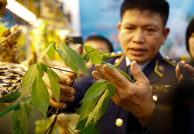 Nhận diện sản phẩm sâm Ngọc Linh và sâm trồng tại các tỉnh thành khác