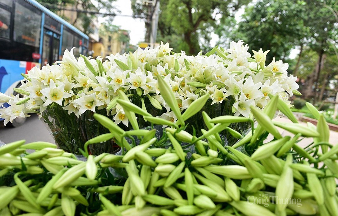 Hoa loa kèn đầu vụ hút khách, giá rẻ chưa từng có