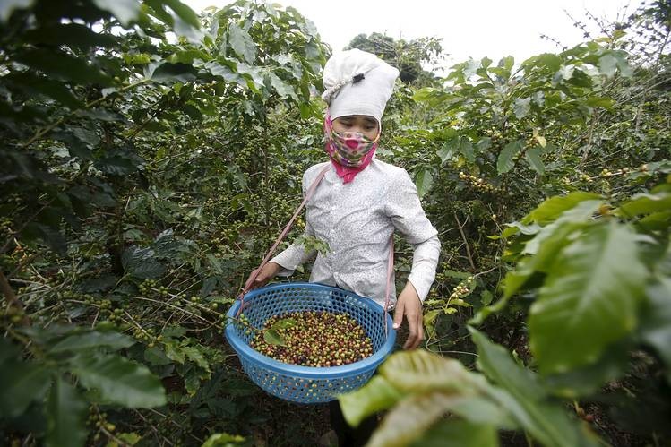 Hiện Việt Nam là quốc gia sản xuất cà phê robusta lớn nhất thế giới và đứng thứ hai về xuất khẩu cà phê.