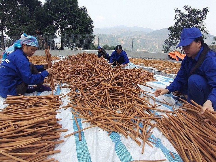 Các hộ nông dân trồng quế xã Nậm Đét đồng loạt bảo nhau đi học tại các lớp tập huấn do các cơ quan chuyên môn từ tỉnh đến xã tổ chức về kỹ thuật trồng, chăm sóc quế theo hướng hữu cơ, quản lý theo một quy trình thống nhất