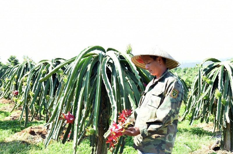 Năm 2023, Sơn La sẽ xuất khẩu 18.700 tấn trái cây