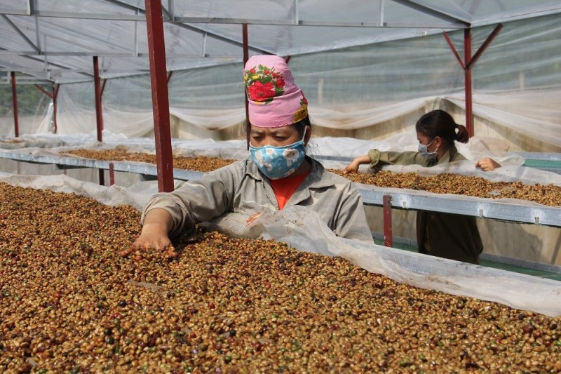 Tuyên Quang: Hiệu quả từ mô hình sản xuất chè hữu cơ vùng đồng bào dân tộc