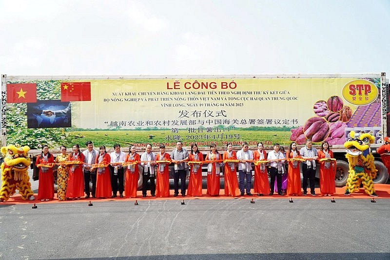 Chuyến khoai lang đầu tiên của Vĩnh Long được xuất chính ngạch sang Trung Quốc