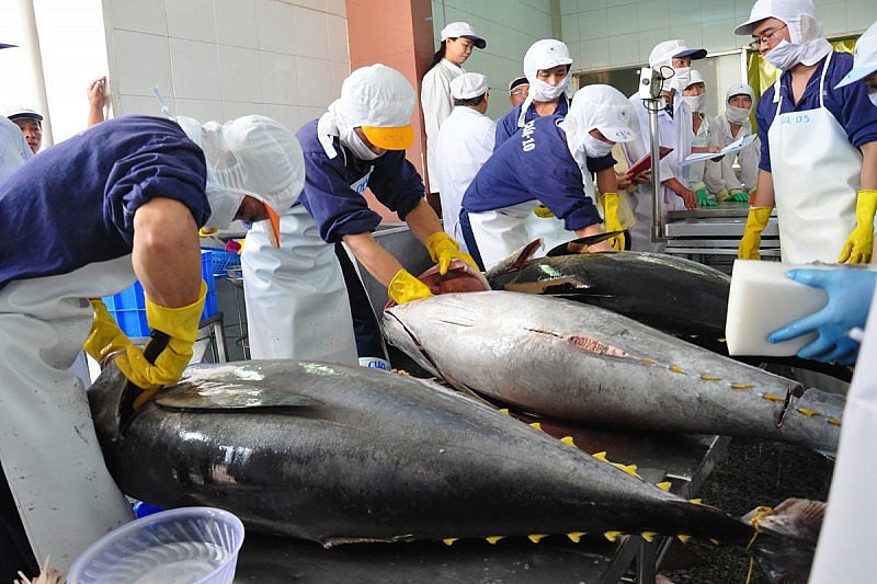 Vì sao thị trường mở rộng nhưng kim ngạch xuất khẩu cá ngừ vẫn giảm?
