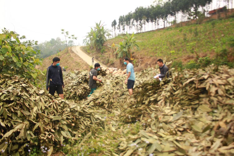 Cây quế ‘cứu cánh’ ổn định đời sống nông dân vùng cao Cốc Ly