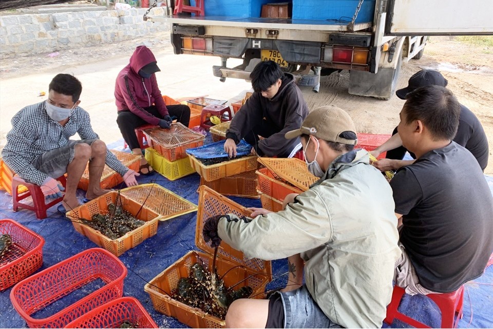 Giá tôm của Việt Nam cao khiến cạnh tranh xuất khẩu yếu