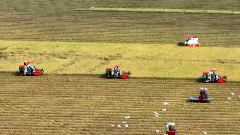 Giá lúa gạo hôm nay 29/4: Giá lúa cao, nông dân sản xuất vụ đông xuân có lãi