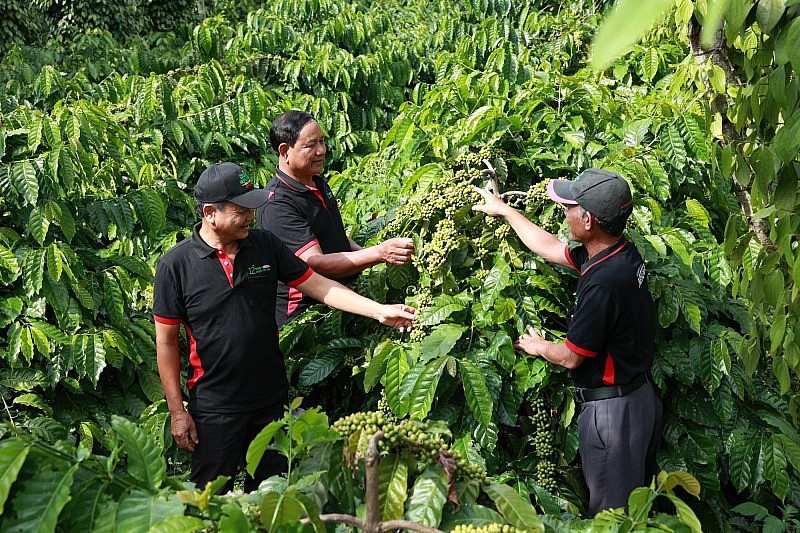 Sẽ thành lập các Sàn Giao dịch chuyên biệt để đẩy mạnh xuất khẩu cà phê và cao su
