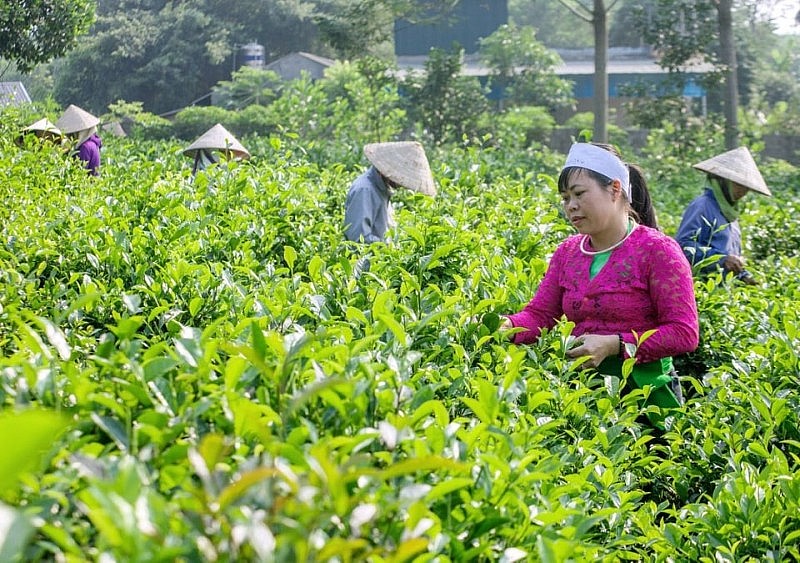 Đồng bào dân tộc Mường ở huyện Ba Vì (Hà Nội)