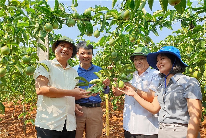 ây chanh leo tại xã Tân Liên, Hướng Hóa, tỉnh Quảng Trị