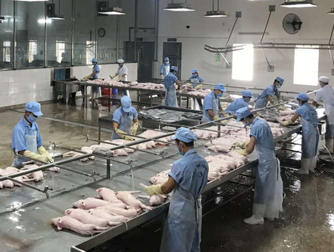 Thời gian qua, việc xuất khẩu sản phẩm thịt đã có những bước tiến như xuất khẩu thịt lợn sữa, lợn mảnh sang thị trường Hồng Kông, một số sản phẩm thịt lợn khử trùng xuất khẩu sang Hàn Quốc. Ảnh: Cục Thú y