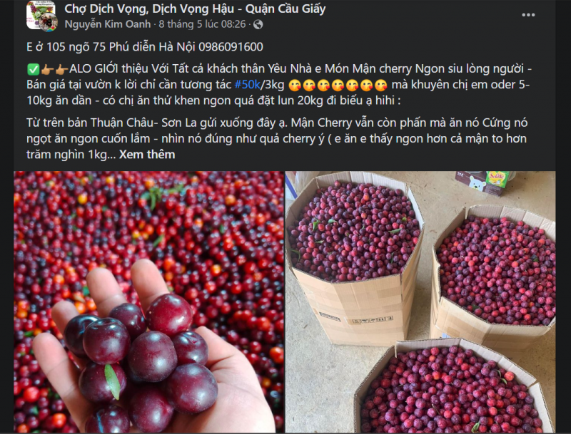 “Mận cherry Sơn La” xuống phố, giá rẻ siêu đắt khách