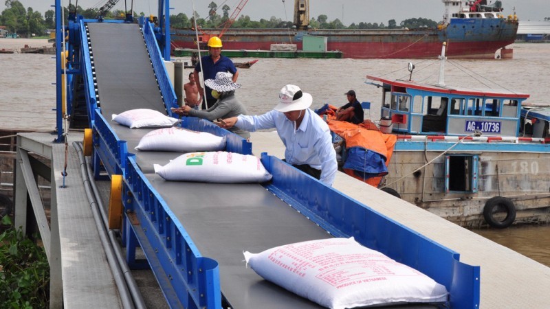 Xuất khẩu gạo sang Trung Quốc tăng vọt, doanh nghiệp ồ ạt thu gom