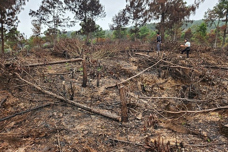 Thanh Hóa: Kiểm điểm hạt kiểm lâm, Ban quản lý rừng phòng hộ để xảy ra cháy rừng