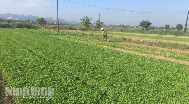 Rất ít hợp tác xã thành lập doanh nghiệp, góp vốn, mua cổ phần
