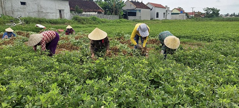 Nghệ An: Lạc được mùa, được giá