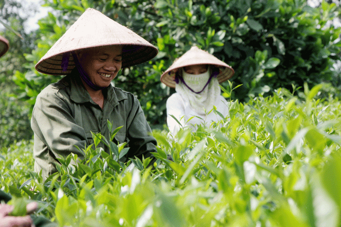 Tỉnh Phú Thọ dành nhiều nguồn lực hỗ trợ phát triển cây chè