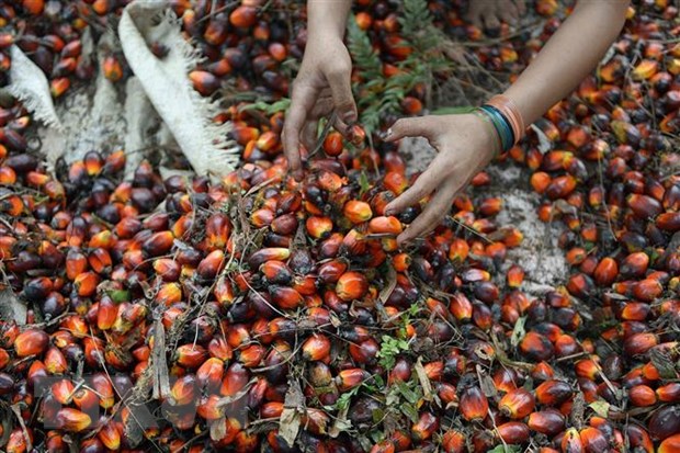 Indonesia, EU đàm phán Hiệp định Đối tác Kinh tế toàn diện song phương