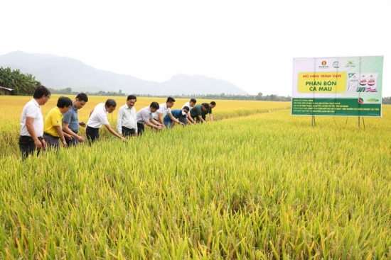 npk ca mau tiep tuc chinh phuc nha nong trong lua tay nam bo