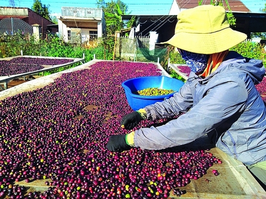 Nguyên nhân khiến xuất khẩu nông, lâm, thủy sản giảm sâu?