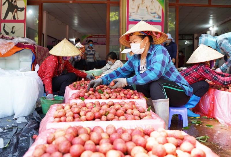 Bắc Giang: Sẵn sàng cho mùa vải thiều 2023 tiêu thụ hanh thông