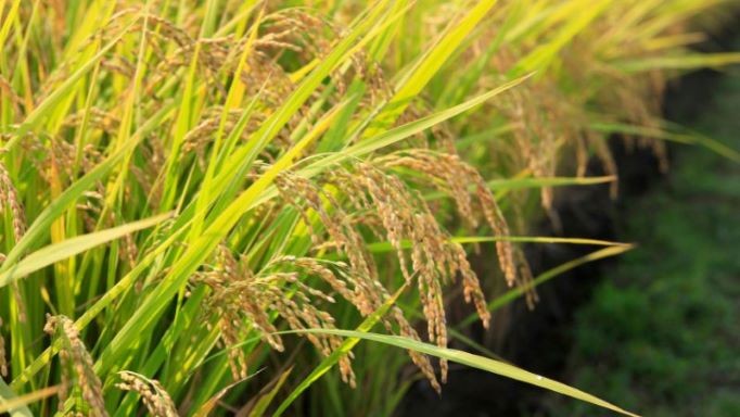 Giá lúa gạo hôm nay 24/5: Giữ vững giá, thị trường xuất khẩu tích cực