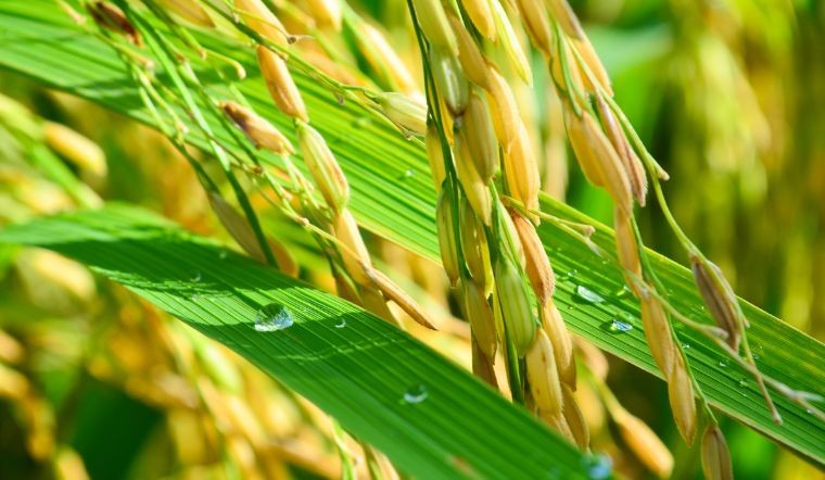 Giá lúa gạo hôm nay 26/5: Xuất khẩu gạo với nhiều điểm sáng