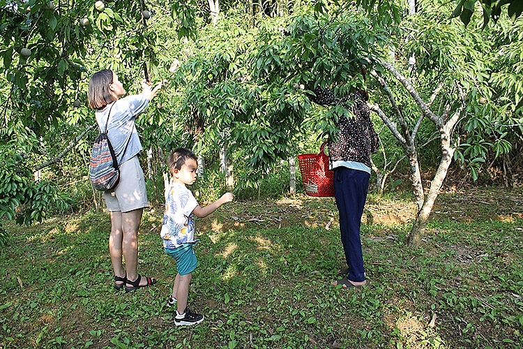 Đoàn khách du lịch Hà Nội và hải Phòng trải nghiệm vườn mận tam hoa của các hộ dân tại khu vực gần ao cá Bác Hồ và Trại rau quả huyện.