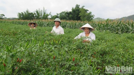 Nông dân Chi Lăng phấn khởi vì ớt được mùa, được giá