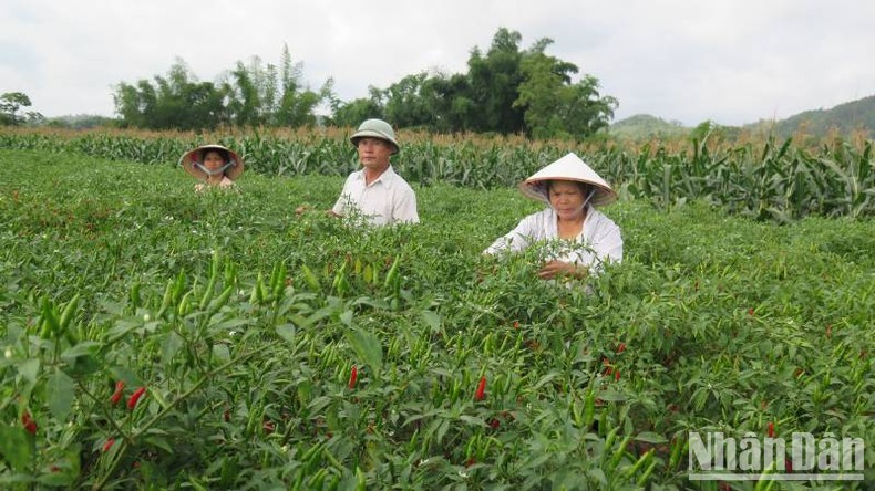 Nông dân Chi Lăng phấn khởi vì ớt được mùa, được giá