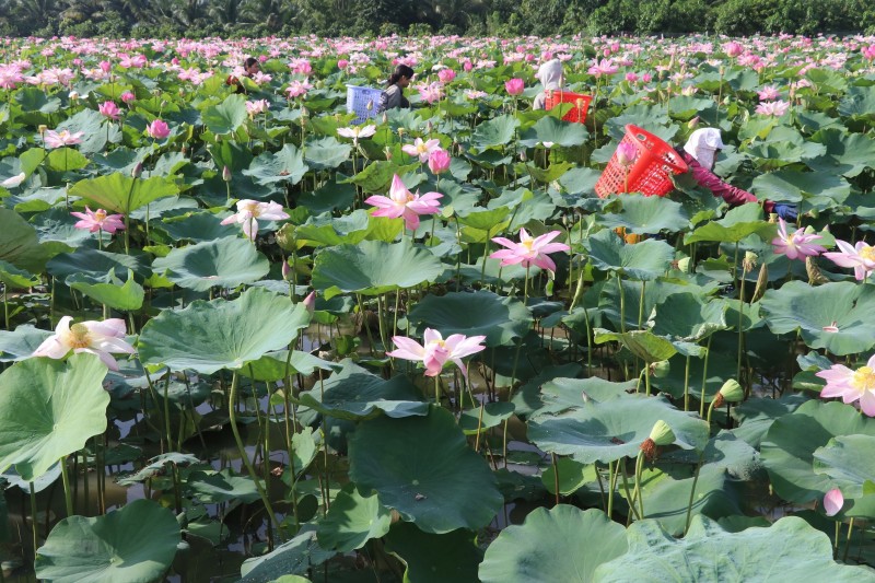 Đồng bằng sông Cửu Long: Xây dựng chuỗi giá trị các sản phẩm từ tơ sen