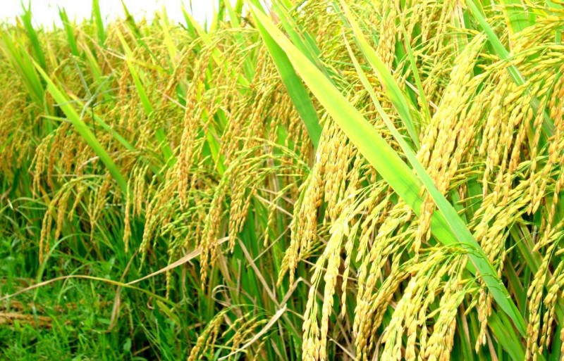 Giá lúa gạo hôm nay 01/6: Duy trì ổn định, giá xuất khẩu tăng