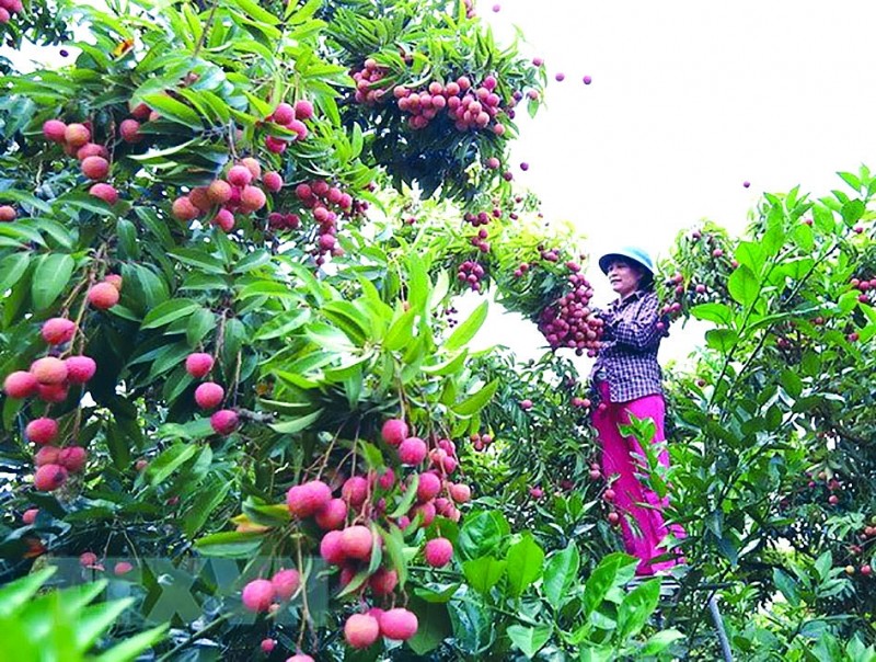 Nhãn, vải “xuất ngoại” chinh phục thị trường khó tính