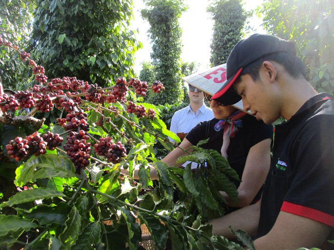 Xuất khẩu cà phê lập kỷ lục mới
