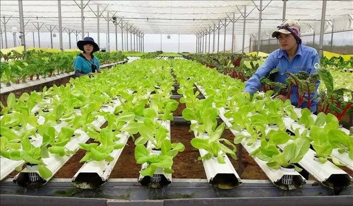 Nông nghiệp tuần hoàn: Hướng đi tất yếu để phát triển bền vững