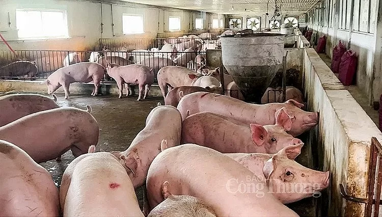 Giá heo hơi hôm nay 2/9/2024: Neo ở mức cao 67.000 đồng/kg