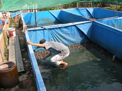 Mô hình nuôi ếch kết hợp nuôi cá cho hiệu quả kinh tế cao