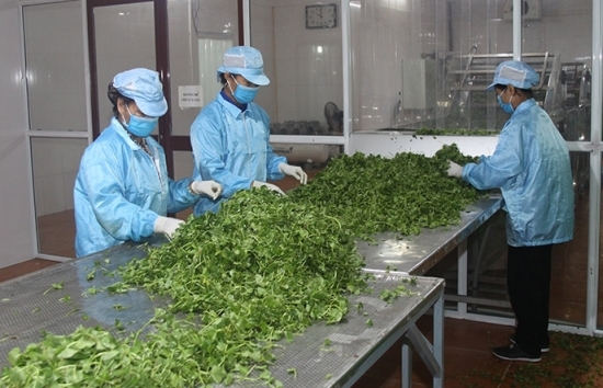 Chương trình khuyến công quốc gia: Đẩy nhanh tiến độ, thích ứng với diễn biến của dịch bệnh