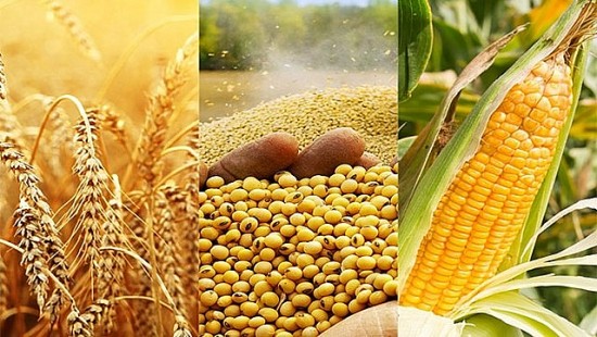 Thị trường hàng hóa hôm nay 25/1: Giá dầu đồng loạt giảm; ngô và lúa mì tăng giá