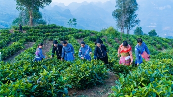 Mường Khương - Lào Cai: Nâng cao thu nhập cho đồng bào dân tộc từ cây chè