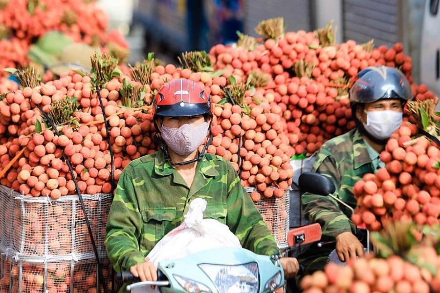 Xuất khẩu vải thiều sang thị trường Nhật Bản, doanh nghiệp cần lưu ý gì?