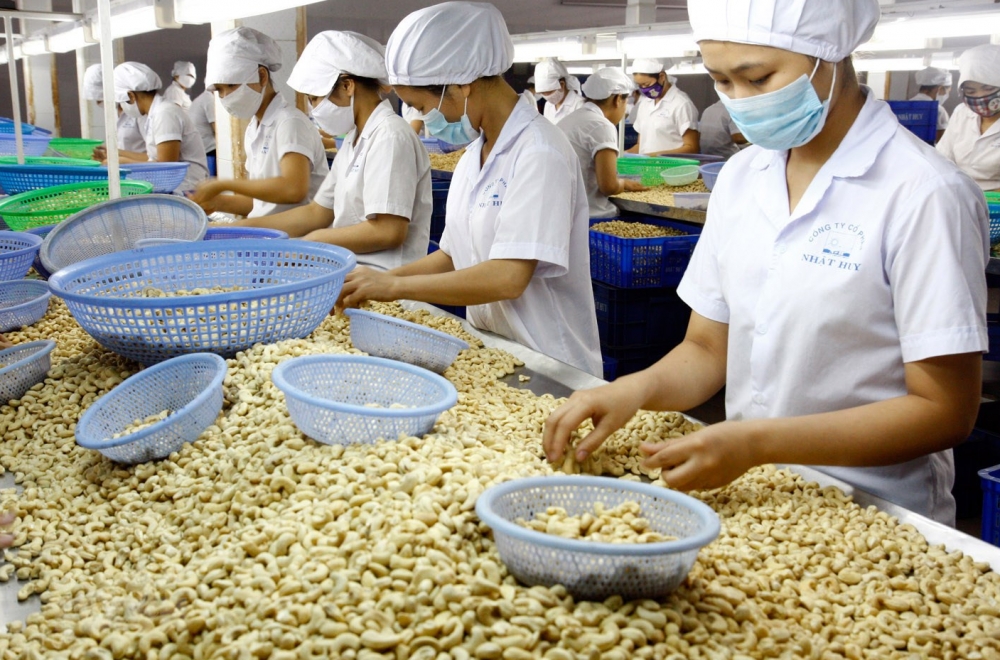 Khuyến công Bình Phước: “Tiếp sức” ngành điều